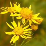 Arnica montana flowers bright yellow in colour