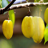 The Starfruit (Averrhoa carambola) plant, is bright yellow and star-shaped grows from small branches