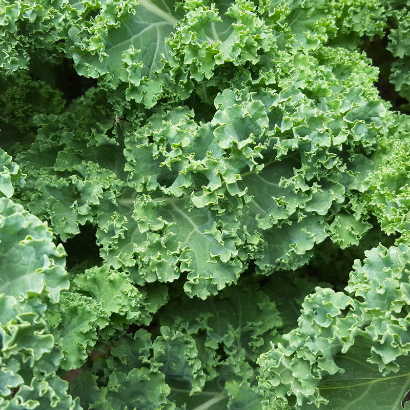 Bright green Kale plant, scientifically known as Brassica oleracea capitata creates NATIVE EXTRACTS Kale Cellular Extract