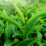 Fresh young green tea (Camellia sinensis) leaves growing, creates NATIVE EXTRACTS Green Tea Cellular Extract