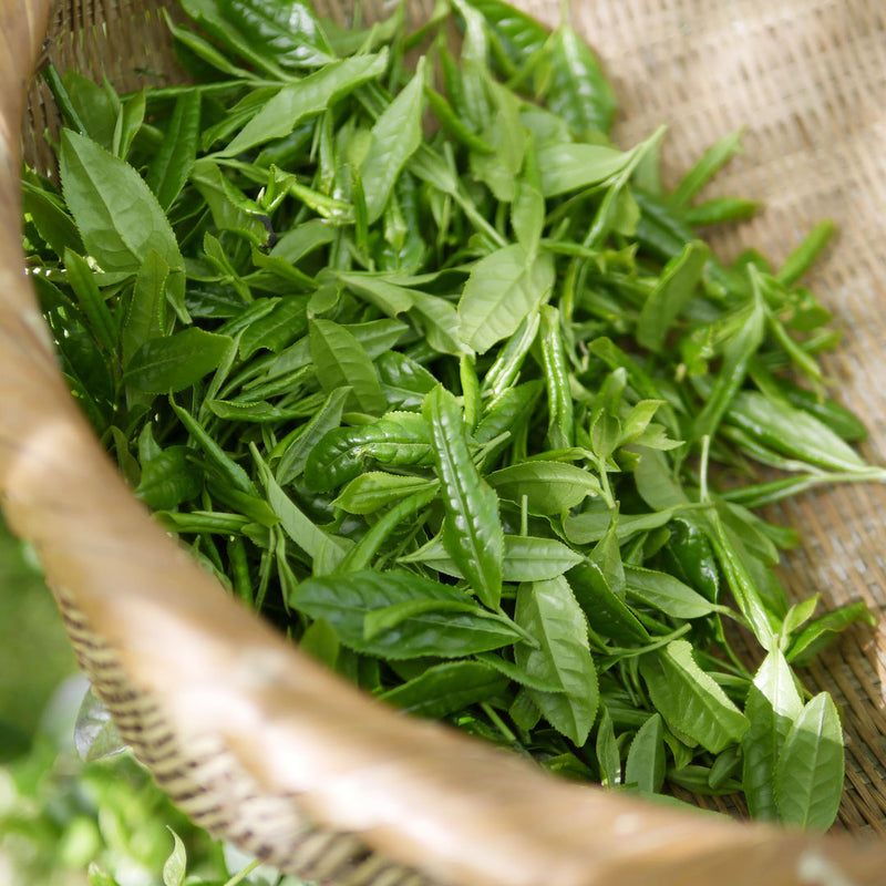 Bright green young leaves of the Camellia sinensis create the NATIVE EXTRACTS White Tea Cellular Extract