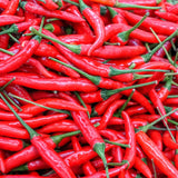 Gresh red and orange chillies, scientifically known as Capsicum annuum