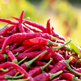 Fresh cayenne peppers bright red in colour, scientifically known as Capsicum annuum (frutescens)