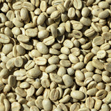 Close up of green coffee bean, scientifically known as Coffea arabica creates NATIVE EXTRACTS Green Coffee Bean Cellular Extract