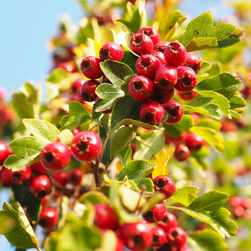 Hawthorn berries bright red in colour, scientifically known as Crataegus monogyna creates NATIVE EXTRACTS Hawthorn Berries Cellular Extract