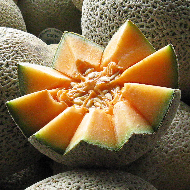 Inside of a Cantaloupe, also known as melon, cut into a diamond shape, scientifically named Cucumis melo cantalupensis