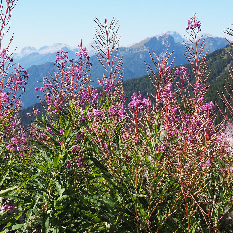 Wild field of Willow Herb with pink small flowers scientifically known as Epilobium angustfolium