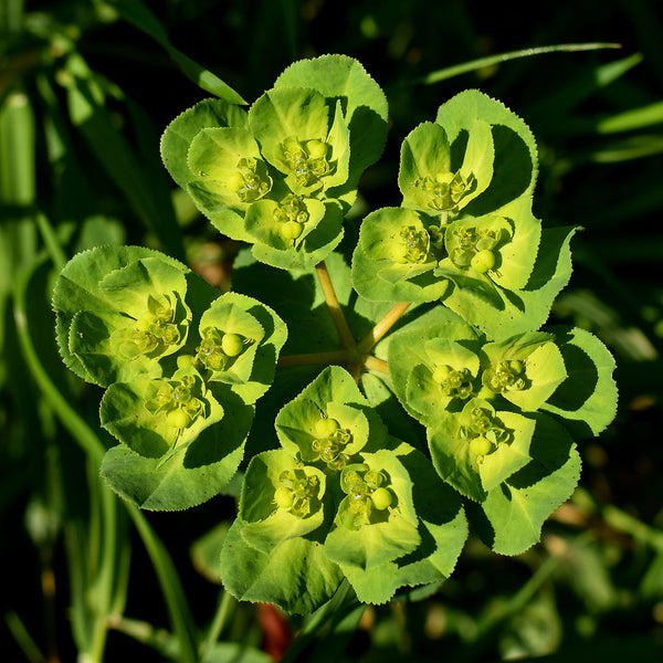 Euphorbia Cellular Extract