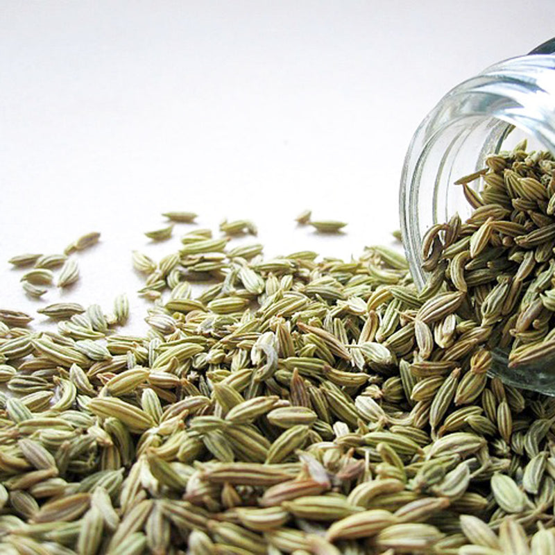Dried fennel seeds spilling from a jam scientifically known as Foeniculum vulgare creat the NATIVE EXTRACTS Fennel Seed Cellular Extract