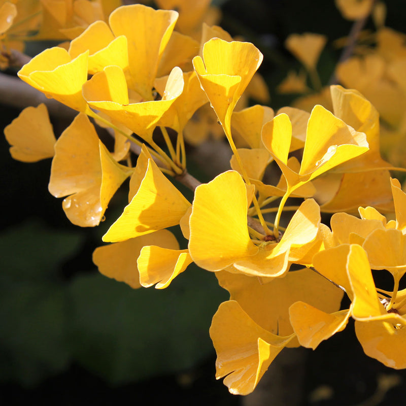 Golden yellow ginkgo biloba leave scientifically known as Ginkgo biloba creates NATIVE EXTRACTS Ginkgo biloba Cellular Extract