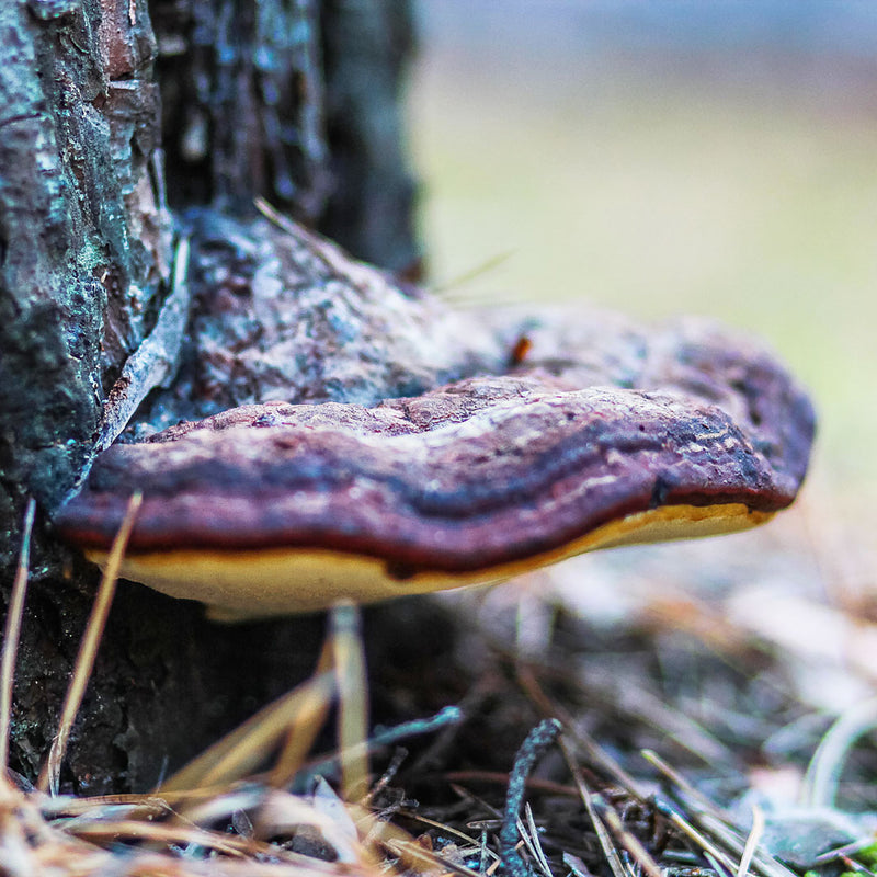 Chaga mushroom growing wild on the base of a tree, rough in texture, scientifically known as Inonotus obliquus