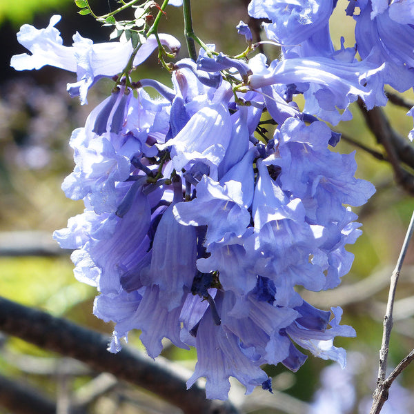 Jacaranda tree with its fern-like leaves and purple-blue trumpet flowers in full bloom. Scientifically known as Jacaranda mimosifolia, it creates NATIVE EXTRACTS Jacaranda Cellular Extract