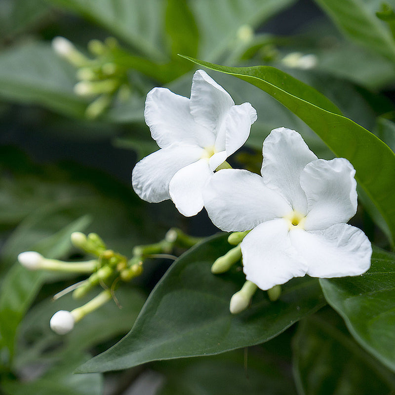 Jasmine scientifically known as Jasminum officinale has white dainty five petal flowers, this stunning flower creates NATIVE EXTRACTS Jasmine Cellular Extract