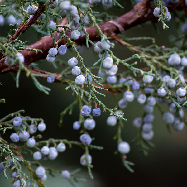 Juniper Berries pale blue-purple in colour growing on a conifer with spiky blue-green needle like foliage, scientifically known as Juniperus communis, created NATIVE EXTRACTS Juniper Berry Cellular Extract