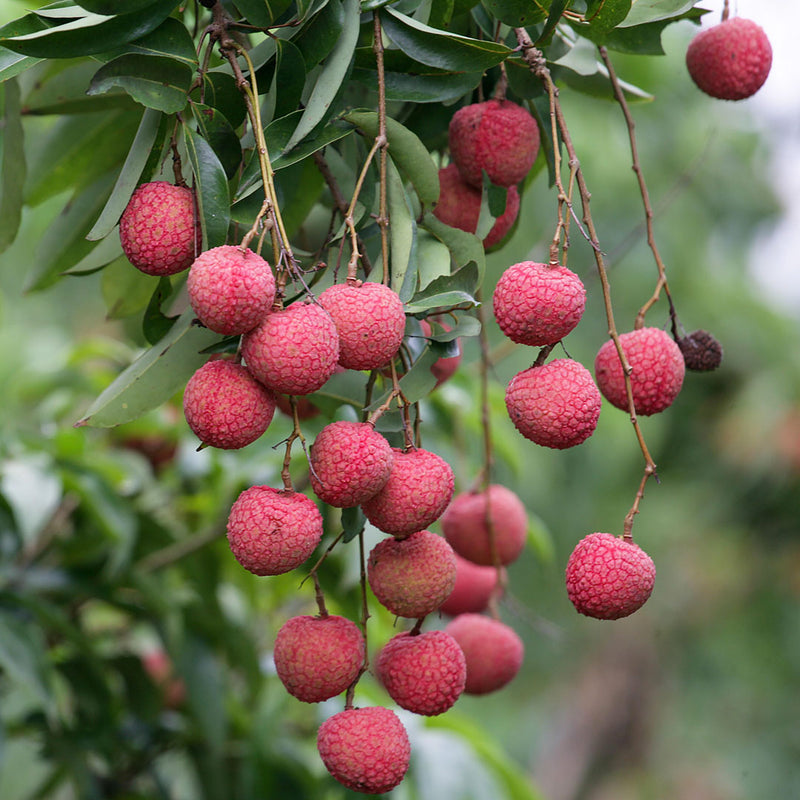 A Lychee tree, with several red lychees.