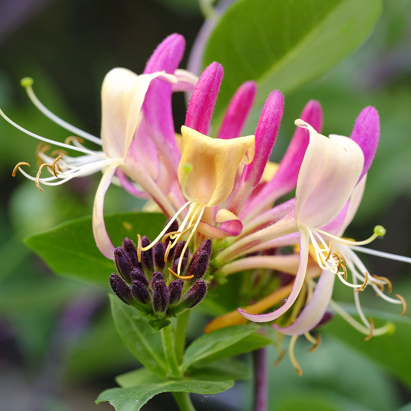 Beautiful honeysuckle flower with deep green oval leaves, the flower is long and shaped like a trumpet, bright yellow and pink in colour. Scientifically know as Lonicera japonica it creates NATIVE EXTRACTS Honeysuckle Cellular Extract