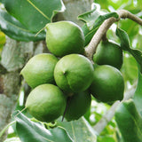 Macadamia nuts, growing