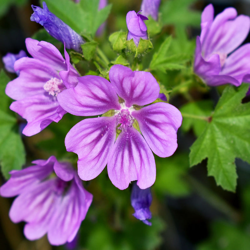 The purple Malva Sylvestris flower, known as Mallow.nown