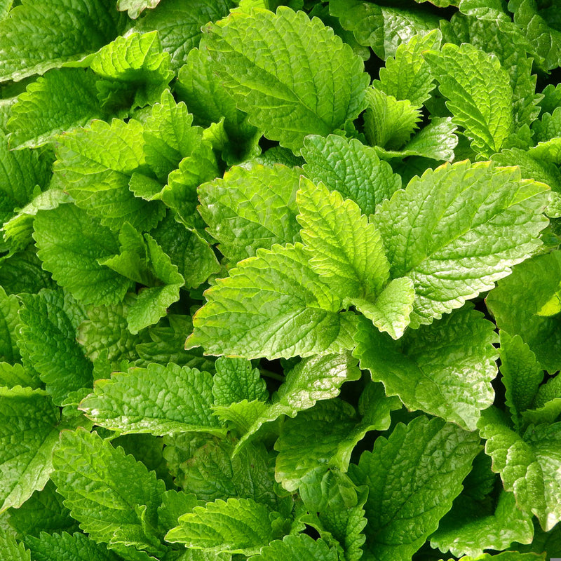 The Lemon Balm leaves, also known scientifically as Melissa officinalis.