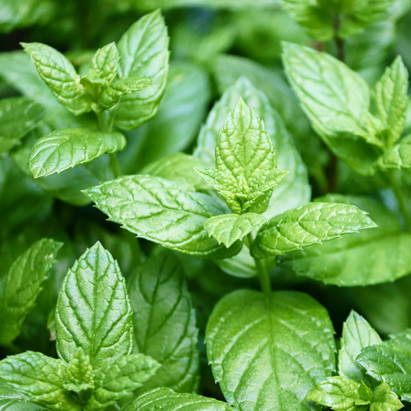 Peppermint Cellular Extract
