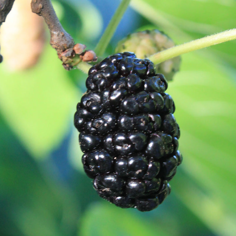 Black mulberry, also known scientifically as Morus nigra