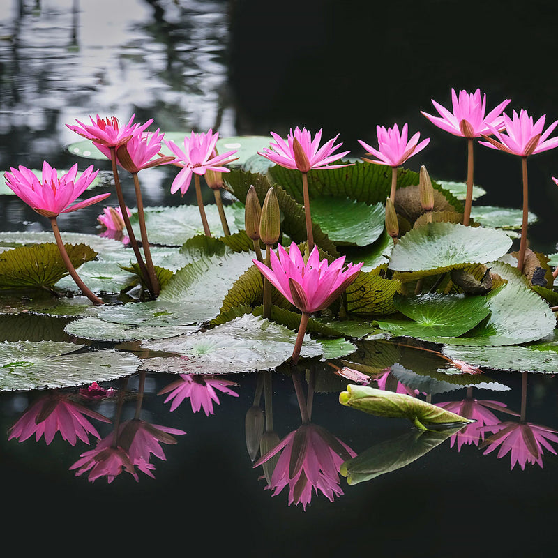 Lotus Flowers (Nelumbo Nucifera) and leaves growing on the pond.