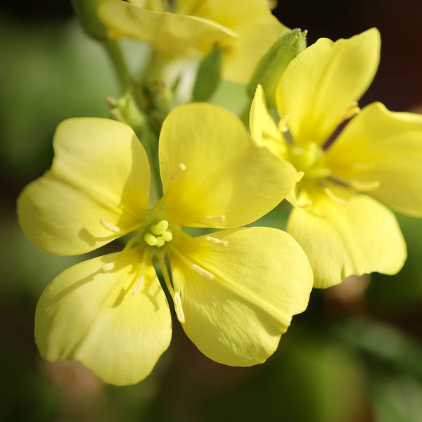 Evening primrose bright yellow flower scientifically known as Oenothera biennis, the seeds of this plant create the NATIVE EXTRACTS Evening Primrose Cellular Extract
