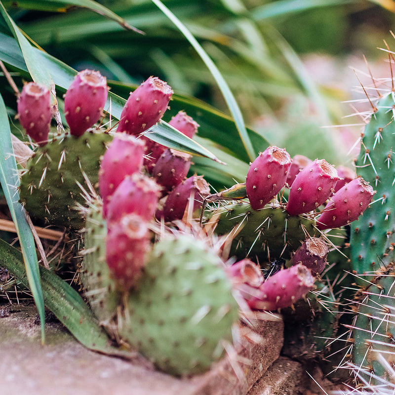 The Prickly Pear is a small, oval fruit that grows on top of nopales, also known as tuna, it varies in colour and can be green, pink, red, purple, or yellow-orange. It is used to create the Native Extracts Prickly Pear Cellular Extract.