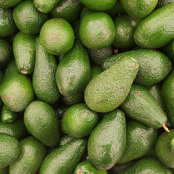 Persea gratissima, avocado fruit