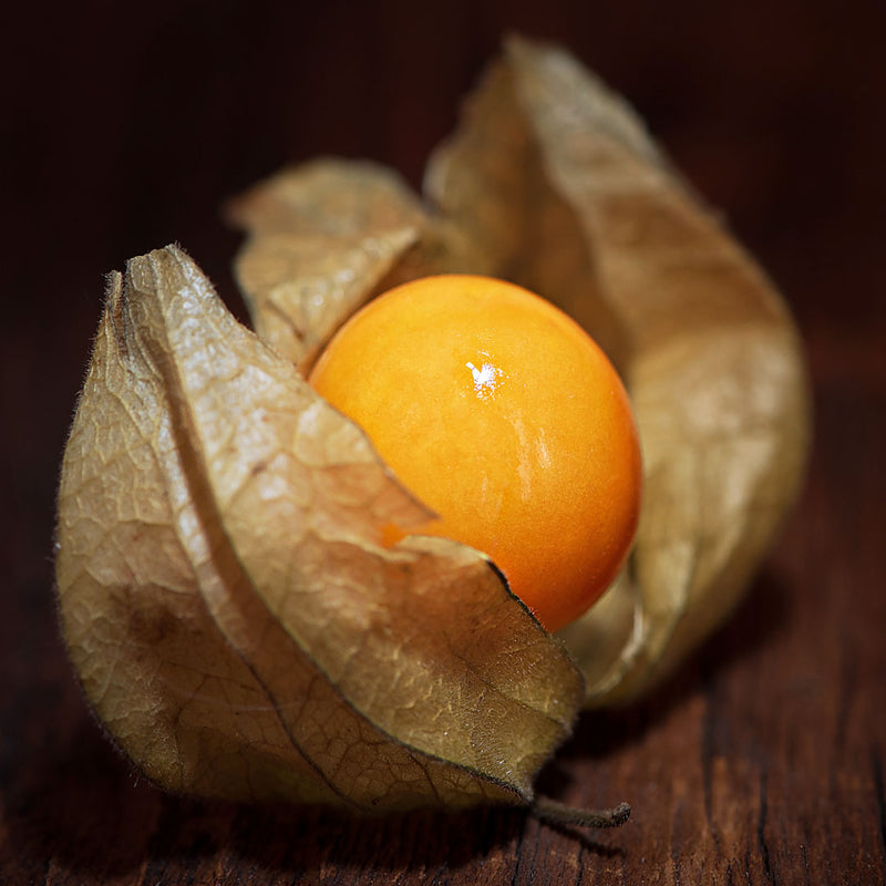 Incan berry, small fruit with a glossy orange-yellow skin surrounded by papery protective leaves, scientifically known as Physalis peruviana creates NATIVE EXTRACTS Incan Goldenberry Cellular Extract