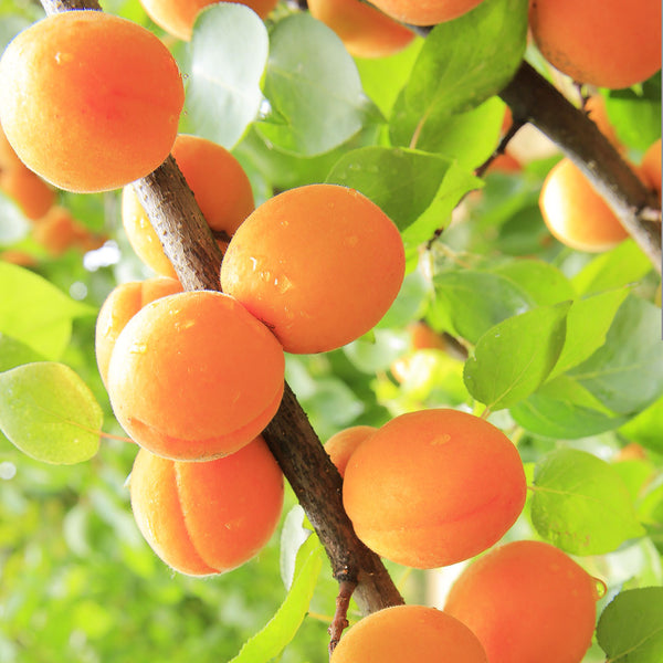 Bright orange apricots growing on a stem