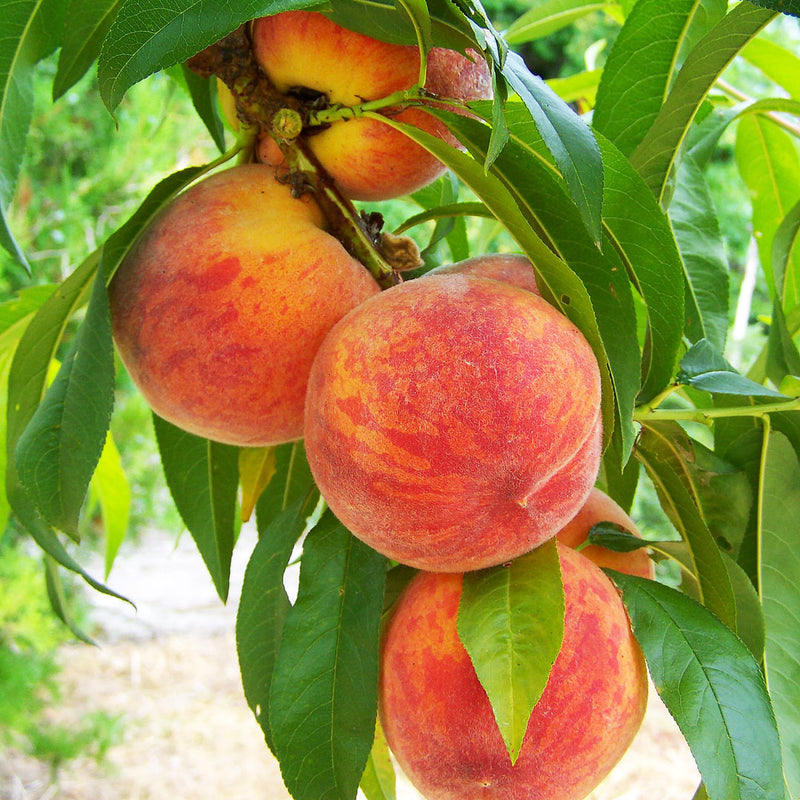 The Peach fruit, is varying shades of orange, red, and yellow, with a soft and furry skin. The peach is used to create the Native Extracts Peach Cellular Extract.