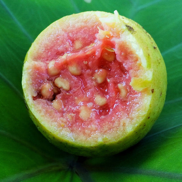 Guava fruit cut in halves, the fruit ihas pink flesh and is a round pear-shape.m Scientifically known as Psidium guajava, it creates NATIVE EXTRACTS Guava Cellular Extract.