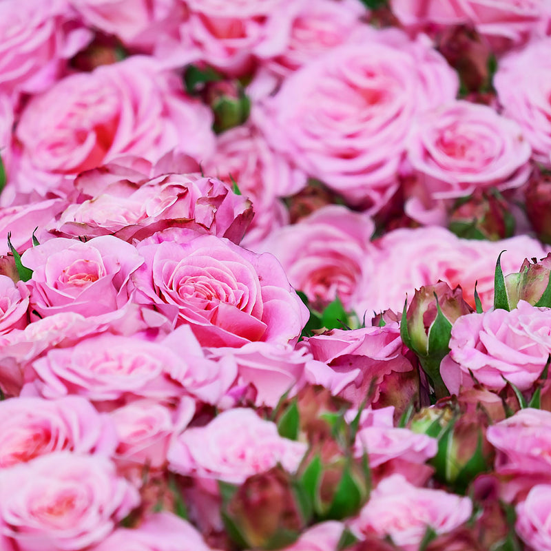 The petals of the Rose plant (a pink variety is pictured) (Rosa centifolia), is used to create The Native Extracts Rose Petal Cellular Extract.