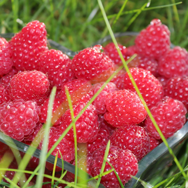 Raspberry (Rubus idaeus), plump red berries, are used to create the Native Extracts Raspberry Cellular Extract.