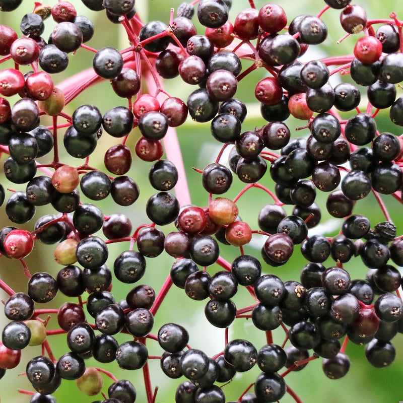 Elderberry fruit growing, scientifically known as Sambucus nigra, to creat NATIVE EXTRACTS Elderberry Cellular Extract