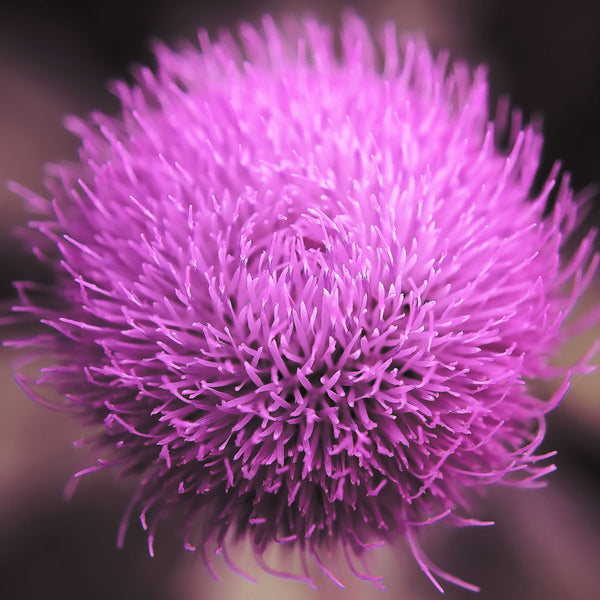 The purple Milk Thistle flower, used to create the Milk Thistle Cellular Extract.