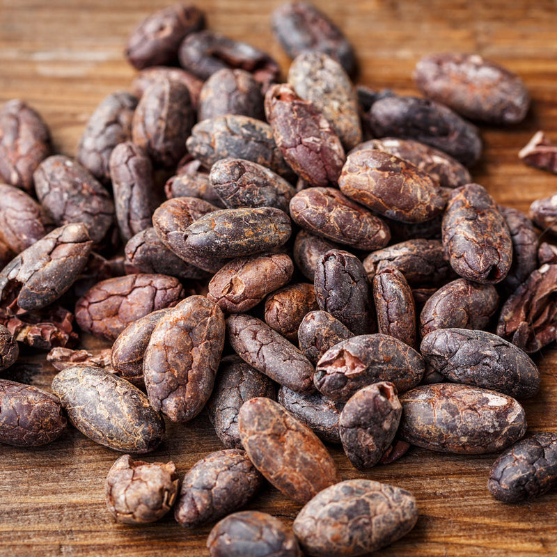 Dried cacao beans chocolate brown in colour scientifically named Theobroma cacao