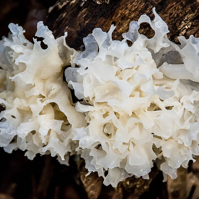 The Snow Mushroom (Tremella fuciformis), has soft, jelly-like petals and otherworldly shapes and is used to create the Native Extracts Snow Mushroom Cellular Extract.