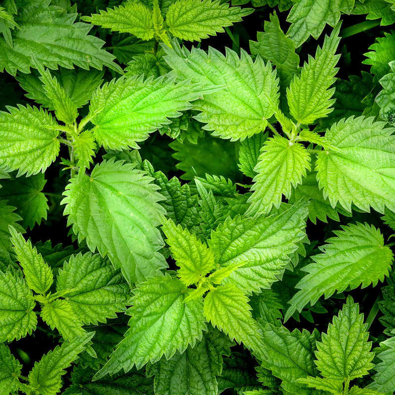The Nettle Lurtica dioica plant is used to create the Nettle Cellular Extract.