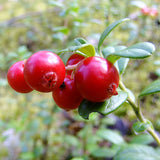 Cranberry Cellular Extract