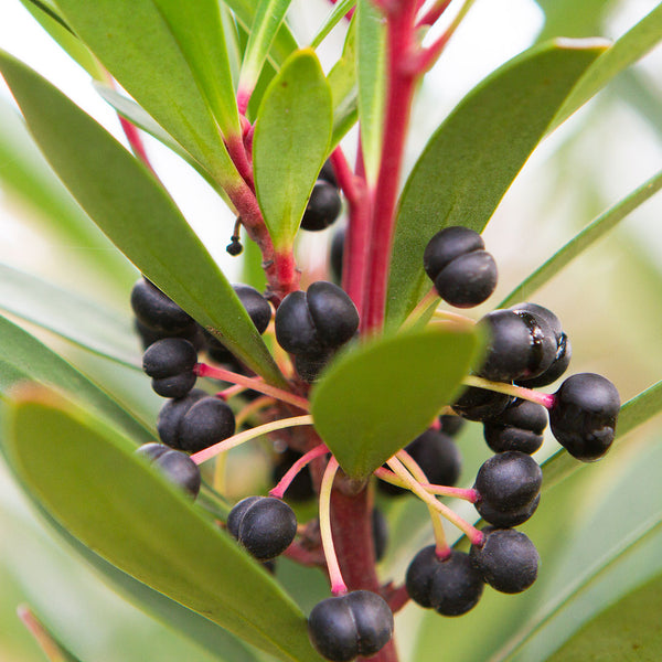 The Mountain Pepper Berry or Tasmanian Native Pepper berries on the tree, which are used to create the Mountain Pepper Berry Cellular Extract.