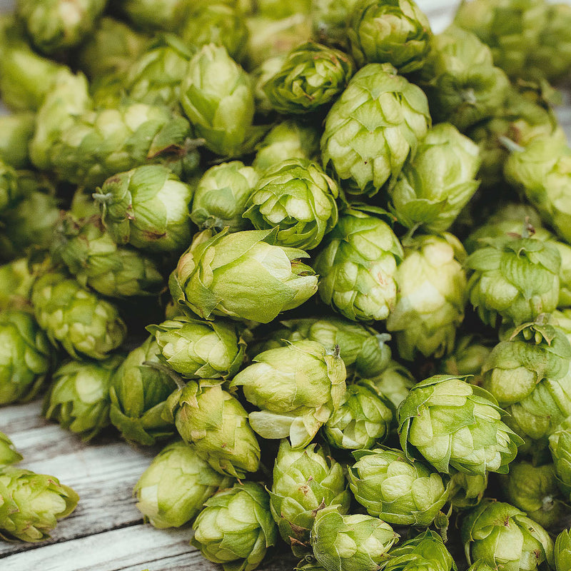 Light green, cone-shapoed hops flowers with a distinctive papery texture and are pom-pom shaped. Scientifically known as Humulus lupulus, they create NATIVE EXTRACTS Hops Cellular Extract