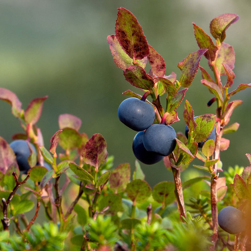 Deep blue black bilberry fruit growing, also known as  Vaccinium myrtillus