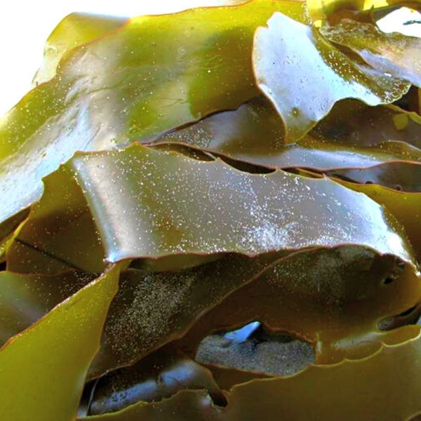 Seaweed store suppliers australia