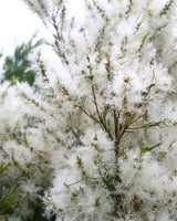 The Native Snowflower plant, with white flowers, is used to create Native Snowflower Cellular Extract.