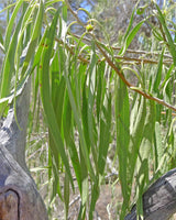 Australian native Emu Bush leaf growing wild scientifically known as Eremophila longifolia creates NATIVE EXTRACTS Emu Bush Cellular Extract