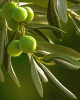 The Olive plant has thin, dark green leaves, and used to create the Native Extracts Olive Leaf Cellular Extract.